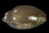 Polished, Chalcedony Replaced Gastropod Fossil - India #133529-1